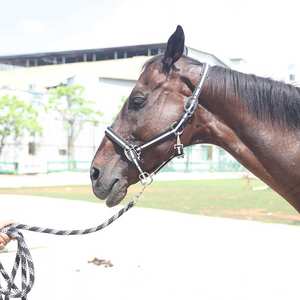 สายจูงม้าแบบปรับได้ระดับพรีเมียม พร้อมแผ่นรองจมูกแบบนุ่ม ดีไซน์ไนลอนทนทาน สวมใส่สบาย เหมาะสำหรับการฝึกซ้อมและการใช้งานในคอก - Product Image 6