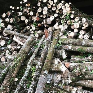 Qualité supérieure Luxe Doux Arôme Huile Essentielle Pur Oud Vietnam Agarwood Chips Composé de Bois Miel Cosmétiques Fourniture OEM - Product Image 6