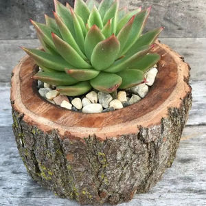 VENTA POT MEJOR CALIDAD JARDÍN HOGAR PISO DE PIE Maceta de madera Bonsai Maceta de madera para gran oferta - Product Image 1