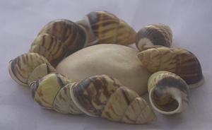 Caracol verde de Nusa Penida SeasHELL Joyería de Nusa Penida Pequeños tipos de joyería con motivo de concha marina - Product Image 3