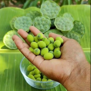Semillas de loto frescas vietnamitas procesadas limpiamente y de sabor natural listas para la exportación-Producto agrícola - Product Image 1