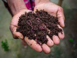 Fertilizante Orgánico 100% de Alta Calidad para la Agricultura, Vermicompost de Origen Vietnamita - Product Image 3