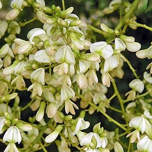 100% PURE SOPHORA JAPONICA/ANTIINFLAMATORIO/ETIQUETA LIMPIA/SOSTENIBLE - Product Image 1