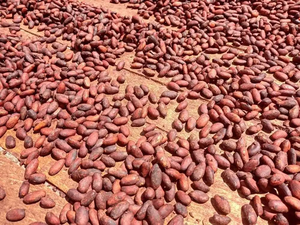 Giá bán buôn Hạt ca cao Hạt ca cao và ca cao để bán - Product Image 5