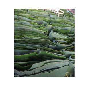 Exportation de feuilles de bananier fraîches/congelées 100% naturelles/exportation de feuilles de bananier pour la qualité alimentaire du Vietnam - Product Image 1