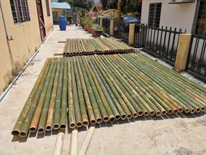 Caña de Bambú para Construcción y Edificación, Venta al por Mayor de Postes de Bambú a Precio Económico, Postes de Bambú de Primera Calidad de Vietnam - Product Image 3
