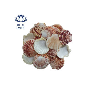 Faits à la main en vrac, les coquilles Saint-Jacques Pecten de première qualité de l'océan du Vietnam sont parfaites pour la décoration de plage en 2024 - Product Image 1