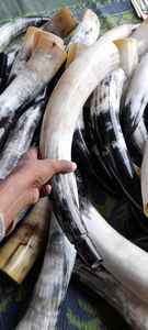 Bocina sopladora de búfalo de color blanco natural, ideal para tiendas vikingas, adecuado para reventa, también disponible con grabado - Product Image 3