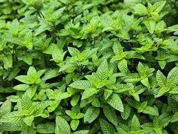 ผงเจลลี่บดย่อยจากผงทอง99เม็ดเจลลี่ดิบจากหญ้าธรรมชาติ - Product Image 2