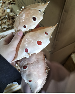 Coquille de crabe naturelle pour l'alimentation et l'engrais, prix d'usine - Product Image 5