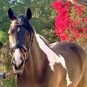 บังเหียนม้าหนังแท้แบบดึงด้านข้าง - สีดำ ปักโลโก้ตามสั่ง - Product Image 2