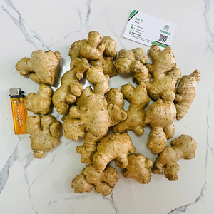 Fresh 10kg/Carton Ginger Venta caliente Producto agrícola Ingwer/Gingembre-Stock disponible Llamar + 84362512699 - Product Image 5