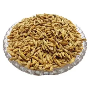 Penjualan Terbaik Barley untuk pakan hewan tersedia untuk dijual dari India kualitas tinggi benih Barley