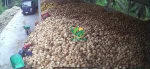 Vente en gros de noix de coco semi-décortiquées de haute qualité-Produit chaud à bas prix-Fabriqué par VIET THIEN PHU de VIET NAM-Alimentation saine - Product Image 6