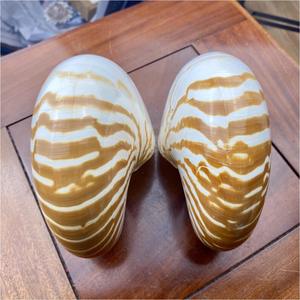 Gran oferta de conchas marinas Nautilus de alta calidad con/sin concha de mar de abulón Natural pulida para decoración del hogar de buena calidad - Product Image 3