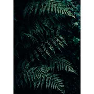 Impression moderne A4 Forêt de fougères, design végétal contemporain - Product Image 1