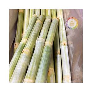 Caña de azúcar congelada de alta calidad al mejor precio de Vietnam para hacer jugo, precio barato de Vietnam, jugo de caña de azúcar frío congelado - Product Image 4