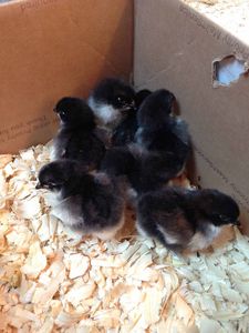 Tỷ lệ sống cao sức khỏe được chứng nhận giống kỳ lạ màu đen ayam cemani gà con xuất khẩu trứng nở màu mỡ tươi đóng gói - Product Image 5