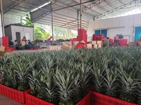 Verse En Heerlijke Md2 Ananas Tegen Goedkope Prijs-Hoge Kwaliteit Zoete Ananas Export Naar Eu, Usa, Japan, Etc Anna Do + 84982153058