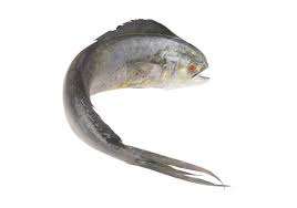 Haute qualité 2-4 kg IQF congelé entier rond Mahi Mahi bon prix approvisionnement en vrac pour les poissons - Product Image 5