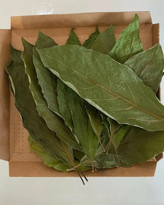 Hojas de Aguacate Secas de Grado de Exportación, Certificadas ISO y HACCP - Product Image 4