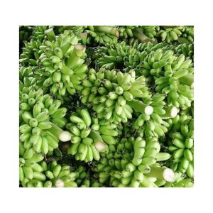 Hot Hot Màu Xanh Lá Cây Tươi Chuối Tiêu Chuẩn Cao Cấp Cho Xuất Khẩu-Chất Lượng Tốt Nhất Việt Nam Giá Rẻ Bán Buôn Cavenish Chuối - Product Image 5