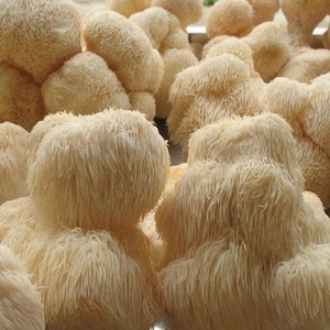 Crinière de Lion en forme de champignon, pour cuisiner, délicieux, meilleure vente, vacances - Product Image 6