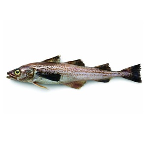 Filetes de abadejo congelados / Venta al por mayor de pescado abadejo congelado a precio económico - Product Image 4