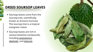 Organic Fermented Dried Soursop Leaves Black <b>Tea</b> Vietnam Health <b>Tea</b> Non Sugar Grade a 25 <b>Tea</b> Bags <b>Box</b> Net Weight 50gr EXPAD Binh - Product Image 3