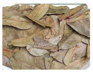 Feuilles de fruits séchées Graviola pour l'exportation-100% Feuilles de corossol séchées naturelles du Vietnam avec un prix compétitif Bon - Product Image 1