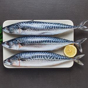 Caballa atlántica congelada de alta calidad fresca, ultracongelada y procesada bajo estándares HACCP - Product Image 6