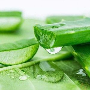10Kg Aloe Vera Concentrate Sugar Free 100% Natural Suppliers and Manufacturers From Viet Nam Aloe Vera Cube - Product Image 6