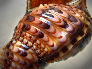 หอยทากทรัมเป็ตยักษ์ทรัมเป็ตธรรมชาติและขัดเงาจากเวียดนามสำหรับการตกแต่งตู้ปลางานฝีมือทางทะเลหรือการใช้ศิลปะเปลือกหอย - Product Image 5