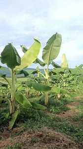 Proveedor Mayorista de Hojas de Plátano Frescas de Alta Calidad para Restaurantes, Procesamiento de Alimentos y Mercados Internacionales - Product Image 4