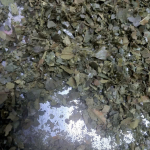 100% Corosp biologique/Graviola thé en vrac thé santé cuit à la vapeur et cru emballé dans une boîte en vrac sac emballage sous vide - Product Image 5