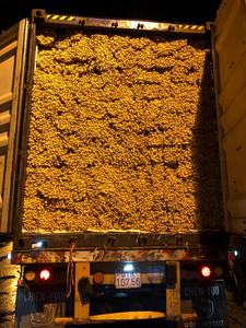 Corde de jacinthe d'eau séchée naturelle écologique pour l'artisanat Accessoires Fabrication de meubles Produit agricole - Product Image 3