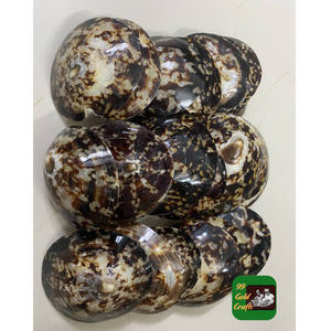 NATURAL VIETNAM LIMPET SHELLS FOR HANDMADE CRAFTS <b>JEWELRY</b> MAKING AND HOME DECOR OCEAN <b>INSPIRED</b> DIY MATERIALS - Product Image 5