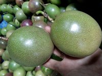 Hoge Kwaliteit 100% Natuurlijke VERS PASSENFRUIT Vietnam HOT SELLING 2022 Competitieve Prijs HP 84 917 476 477