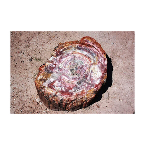 Bois pétrifié de haute qualité disponible au prix d'usine pour les acheteurs en gros - Product Image 6