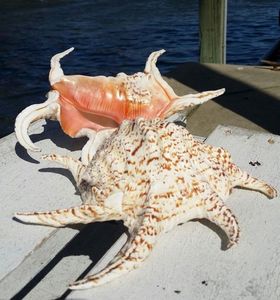 เพิ่มความสดใสภายในของคุณด้วยเปลือกหอยสังข์แมงมุม Chiragra ที่หรูหรา เปลือกหอยสังข์แมงมุมข้ออักเสบ - Product Image 2