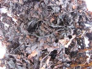 Algues sargasses séchées de haute pureté pour engrais hydroponiques et ingrédient d'alimentation animale - Product Image 6