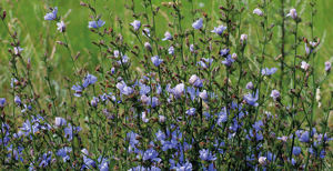 Chicorée biologique moulu pour moka, sachet de 250g, sans caféine, usage domestique, GVERDI, sélection alimentaire italienne, fabriqué en Italie - Product Image 4