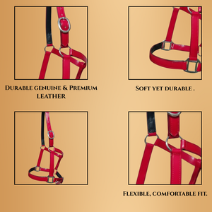 Licol pour cheval en PVC réglable / Construction solide et imperméable, facile à nettoyer / Ajustement confortable pour l'entraînement, l'équitation et l'usage quotidien 2026 - Product Image 4