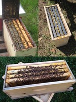 En gros Nuc apicole en bois complet 5 cadres pour l'apiculture