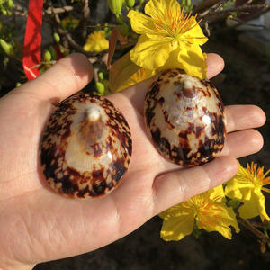 Conchas de Limpet únicas hechas a mano creadas a partir de tesoros oceánicos para colección de arte sostenible y auténtico - Product Image 2