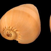 HOT HIT GRANDE TAILLE MELO MELO SHELL - VOLUTE NOBLE SHELL SEASHELL POUR DÉCORATION PRÊT À EXPORTER