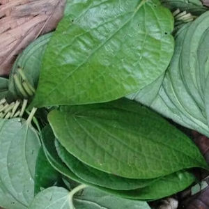 INMUNIDAD BETEL VERDE/INGREDIENTES PUROS/TIERRA-FORMULADO - Product Image 1