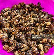 INGRÉDIENT NATUREL POUR LES SOINS IMMUNITAIRES À BASE DE COQUILLES DE MER À BASE DE MINÉRAUX ENRICHI - Product Image 5