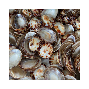 Conchas marinas de Lapa asequibles: alta calidad, uniformes, listas para la exportación, de Vietnam - Product Image 2