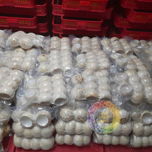 Carne de coco joven entera congelada IQF 10 pcs/Bag a granel Proveedor de Vietnam Precio de fábrica Calidad premium-Caryln 0084935825297 - Product Image 4